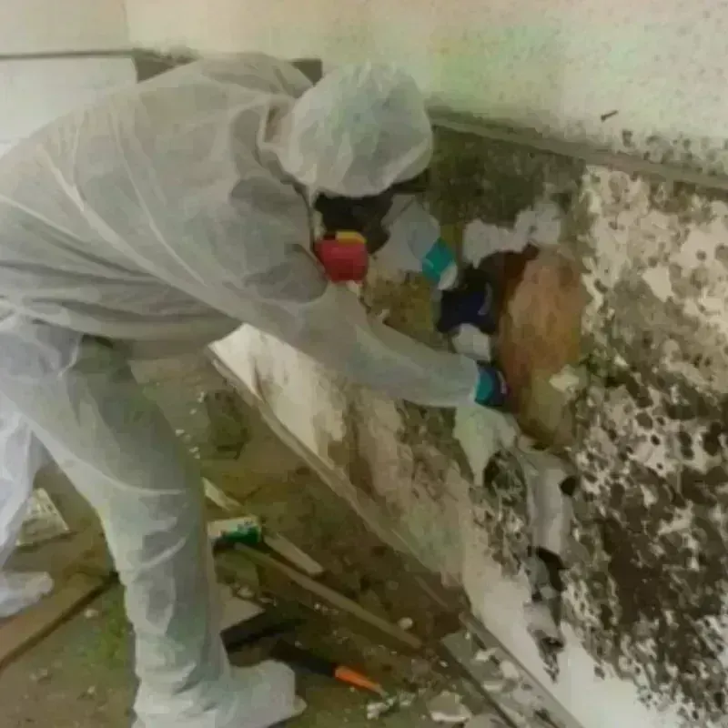 Mold Remediation and Removal in Sioux City, IA